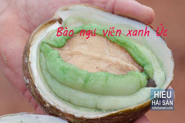 Bào Ngư - Hải Sản Cao Cấp