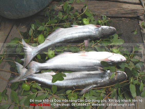 Giá bán khô cá dứa bao nhiêu tiền 1kg
