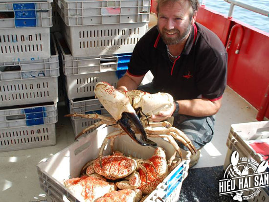 Cua Australia khổng lồ - Tasmania kingcrab