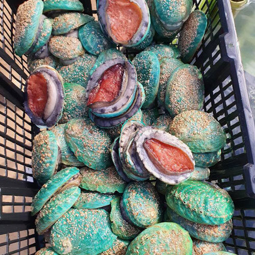 Bào Ngư Ngọc Bích Úc (8 - 9 con)