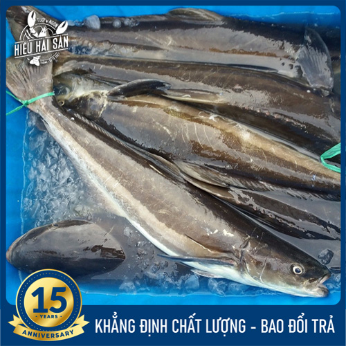 Cá bớp (3 - 5 kg)