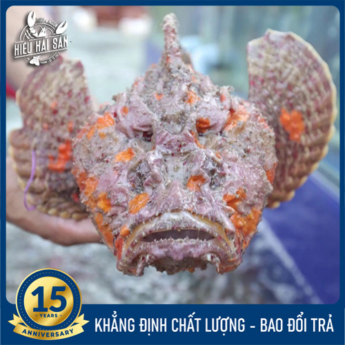 Cá mặt quỷ (1- 3 Kg)