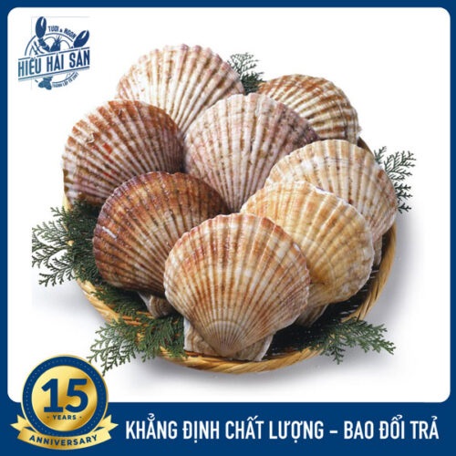 Sò điệp Nhật (7 - 9 con)