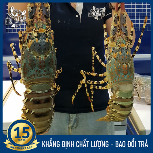 Tôm hùm bông sống (1.1 – 1.5 kg/con)