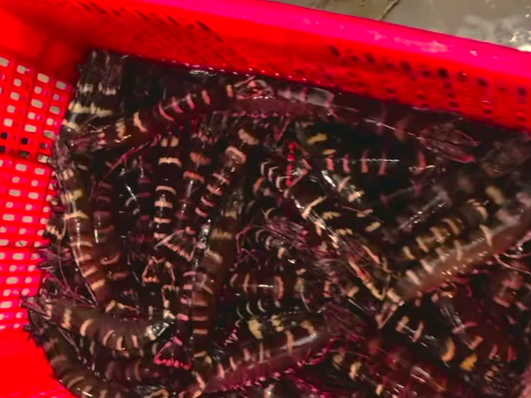 Hơn 14Kg Tôm Sú Nữ Hoàng Lên Đường Tới P.Nhiêu Lộc Đây