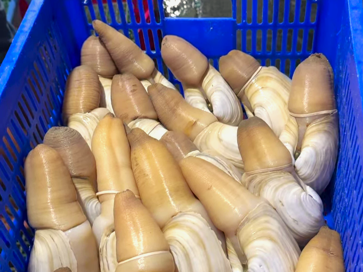 Giao 20 con ốc vòi voi Canada tại Bình Dương-TPHCM