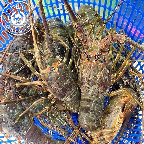 Tôm Hùm Xanh (3 con)