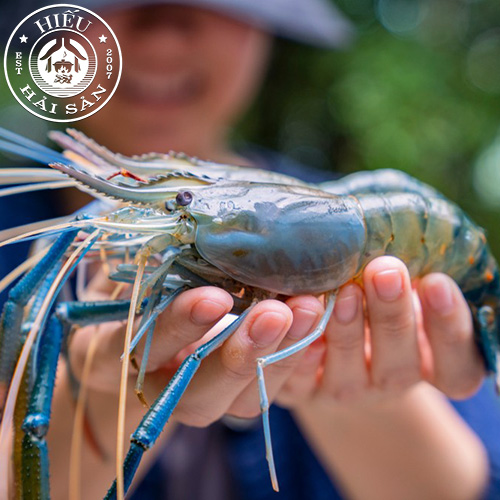 Tôm Càng Xanh (5—6 con/kg)
