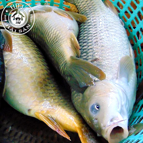 Cá chép giòn (1,8 — 3,6 kg)