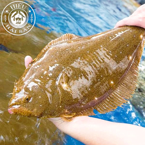 Cá Thờn Bơn sống (1,2—2,2 kg)