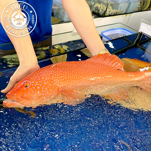 Cá Mú Đỏ (2 - 5 Kg)