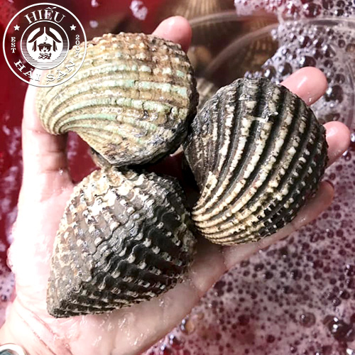 Sò Huyết Đại (7 - 15 con)