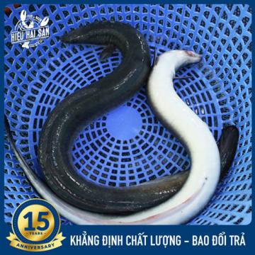 Cá chình suối (1.7 - 1.8 kg)