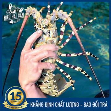 Tôm hùm bông sống