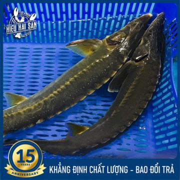 Cá Tầm sống (2.5 - 4 kg)