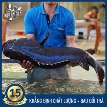 Cá Mú Nghệ (15 - 30 Kg)