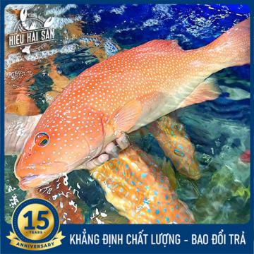 Cá Mú Đỏ (2 - 5 Kg)