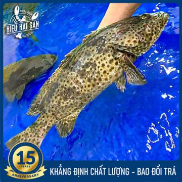 Cá Mú (đen) Bông (1.5 - 2.5 Kg)