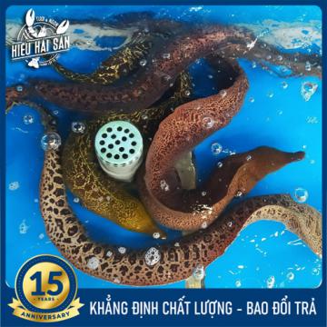 Cá chình biển (5 kg)