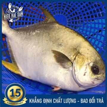 Cá Chim Trắng (1.5 - 2 kg)