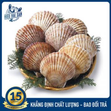 Sò điệp Nhật (7 - 9 con)