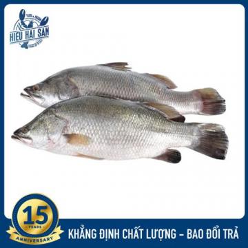 Cá chẽm sống