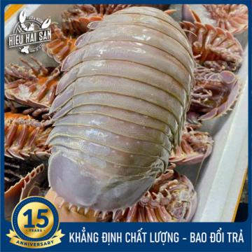 Bọ Biển sống (1– 2 kg/con)
