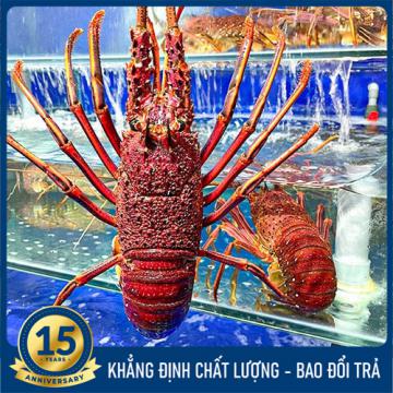 Tôm hùm đỏ Úc (1 - 3 kg)