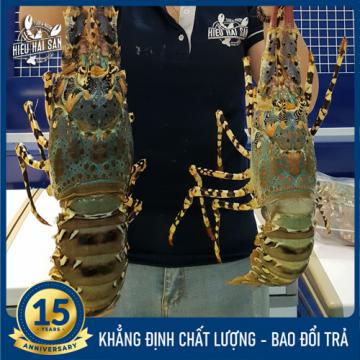 Tôm hùm bông sống (1.1 – 1.5 kg/con)