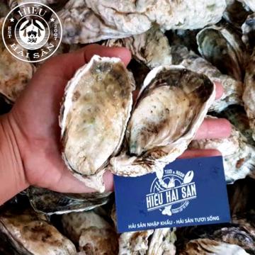 Hàu Sữa Nhật (9 – 11 Con)