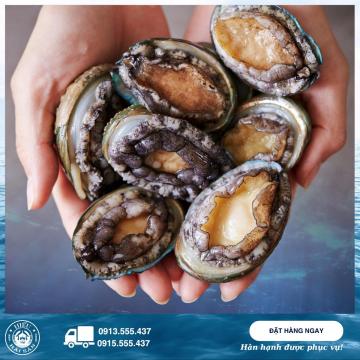 Bào Ngư Chi Lê (10 – 11 con)