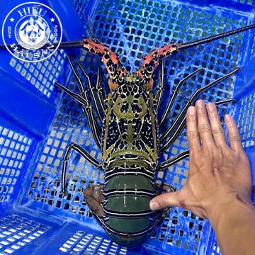 Tôm Hùm Xanh (3 con)