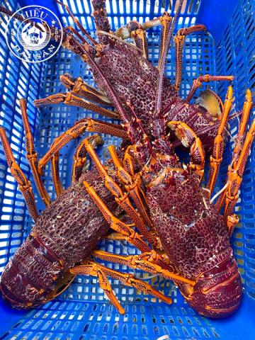 Tôm hùm đỏ Úc (1 - 2 kg)