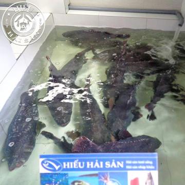 Cá Mú Nghệ (15 - 30 Kg)