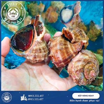 Ốc Đỏ sống (5 — 7 con)