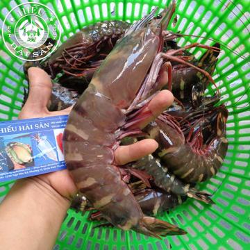 Tôm Sú Mẹ (5 - 8 con/kg)
