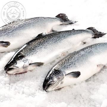 Cá hồi Nauy nguyên con (6—7 Kg)